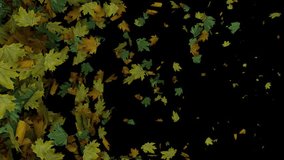 Dynamic full screen animated autumn leaves transition horizontal wipe - Powered by Shutterstock - Get 15% off with code: PIKWIZARD15