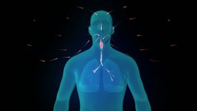 Human Circulatory System. Medically accurate animation of Heart with vains and arteries - Powered by Shutterstock - Get 15% off with code: PIKWIZARD15