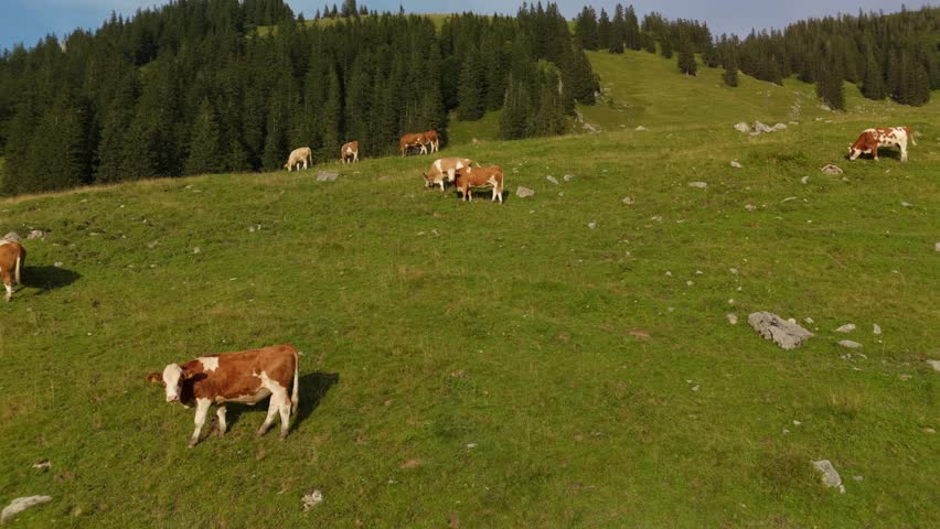 Herd of brown and white cows graze on mountain in Alps. Cattle grazing on top of mountainside in European Alps summer. Aerial view of cows grazing in mountains. Drone view of livestock herding on hill