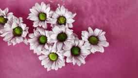 Tiny white chrysanthemum flowers float in the water. Raindrops fall on chrysanthemum flowers on a purple background. Concept of spa, wellness, self-care. Slow motion - Powered by Shutterstock - Get 15% off with code: PIKWIZARD15