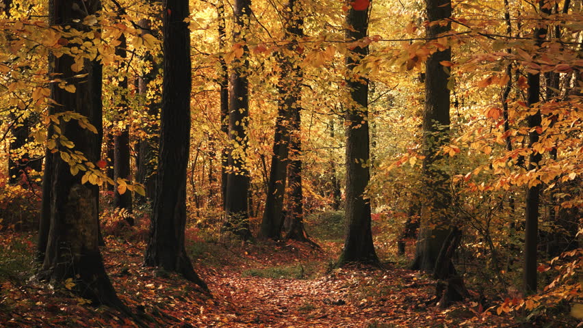 Autumn trees in a picturesque forest around a footpath, with their yellow leaves falling in the wind in slow motion
