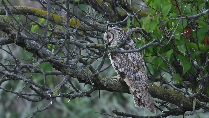 Long-eared Owl Asio Otus Bird on the background of the forest.