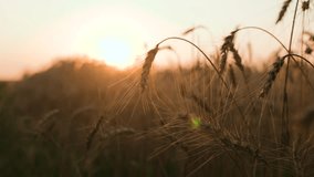 golden wheat field, agriculture, farm, young fresh ear wheat, field farm sunset, dawn field, farm grain business, grain industrial production, grain harvest, landscape nature sunset, eco, industry - Powered by Shutterstock - Get 15% off with code: PIKWIZARD15