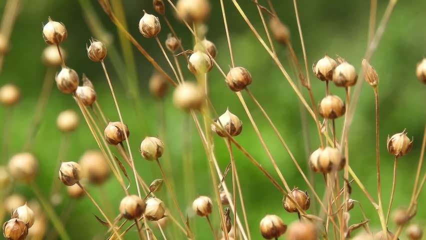 Linum usitatissimum dry seeds capsules and stems at the field with blurred foreground hd video. Flax fiber agriculture. Linseed food oil source. Common flax cultivated plants.