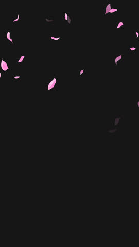 Loop Flying Sakura on Transparent Background. Blossom. Cherry. Alpha Channel