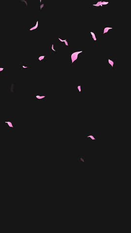 Loop Flying Sakura on Transparent Background. Blossom. Cherry. Alpha Channel