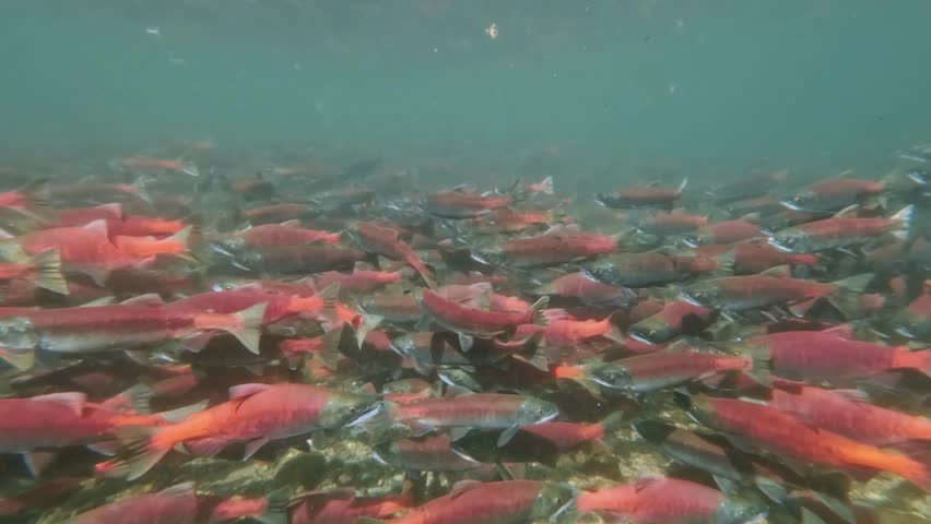 Kokanee salmon spawning upstream in creek , underwater video