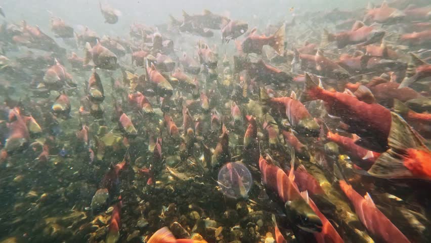 Kokanee salmon spawning upstream in creek , underwater video