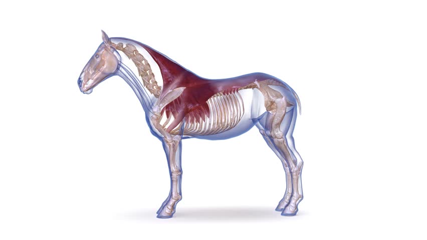 horse back bone muscles anatomy medical 3d animation