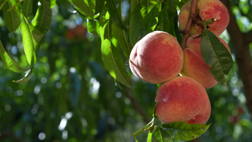 Fresh, ripe peaches on the tree in fruit summer garden, close up. Rich harvest of peaches. Ripe fruits on the peach tree in the orchard. Homegrown, organic peaches