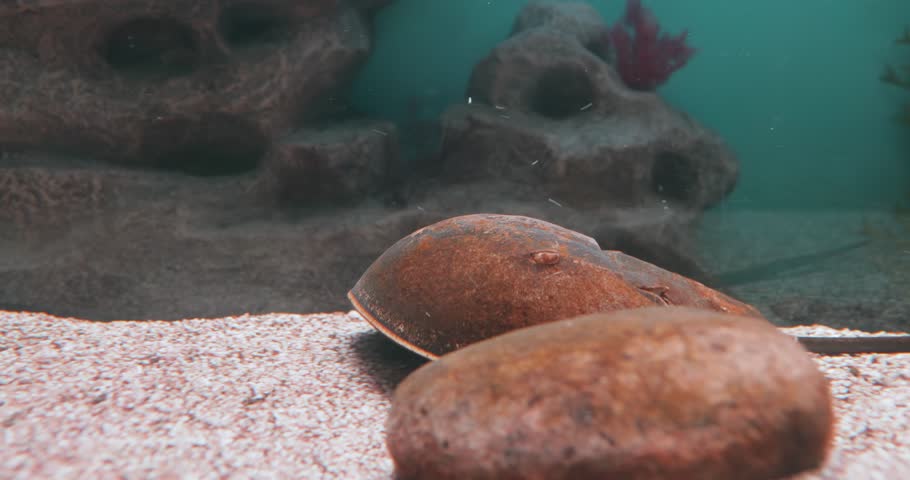 Atlantic horseshoe crab (Limulus polyphemus), also known as the American horseshoe crab, is a species of horseshoe crab, a kind of marine and brackish chelicerate arthropod.