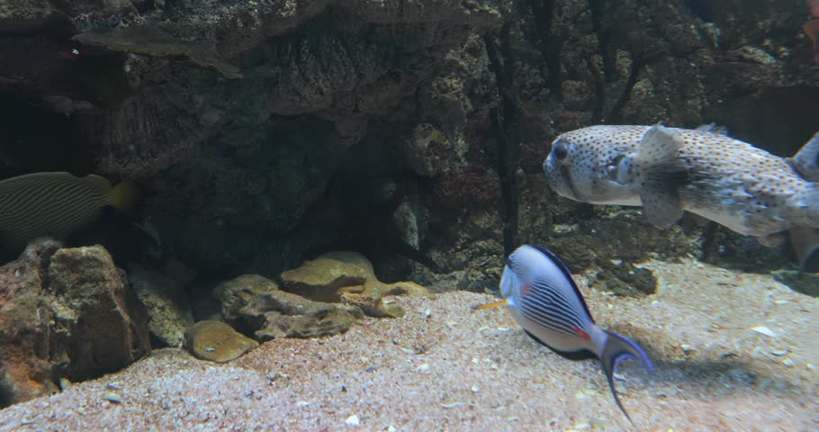 Spot-fin porcupinefish (Diodon hystrix), also known as the spotted porcupinefish