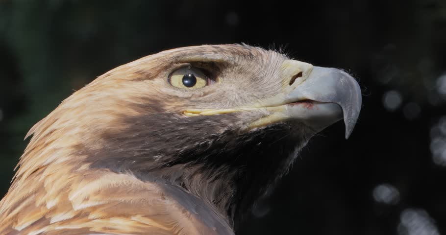 Golden eagle (Aquila chrysaetos) is a bird of prey living in the Northern Hemisphere. It is the most widely distributed species of eagle. Like all eagles, it belongs to the family Accipitridae.