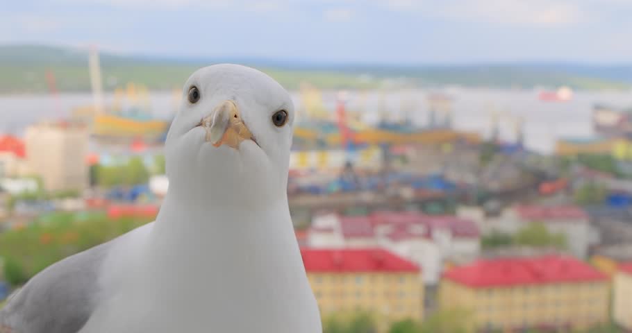 The head of a seagull in close-up.