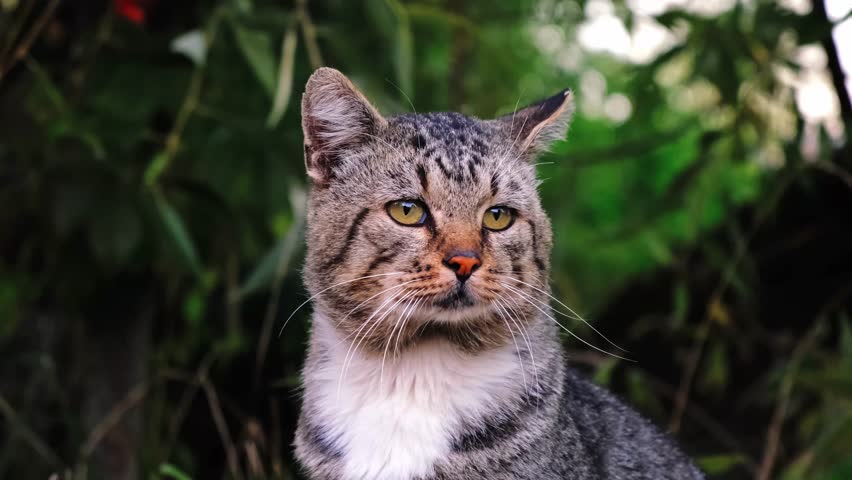Gray cute cat sitting outdoor on a green natural background close-up. Sad mood. Depressive stray pet looks around. Slow motion. Concept of helping to homeless animals. Looking around.
