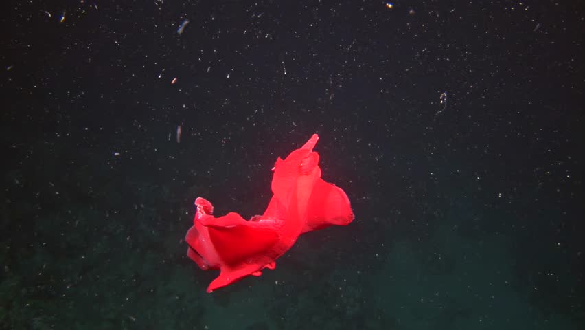 The Spanish dancer nudibranch, with its vivid red hue, captivates viewers as it glides gracefully through water, showcasing the incredible diversity of marine life and its extraordinary beauty