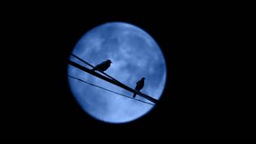 Birds Fly Off Line With Moon Behind - Powered by Shutterstock - Get 15% off with code: PIKWIZARD15