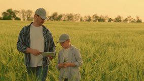 Dad, son grow grain crop. Family business, farmers. Happy family, child father walk together on wheat plantation in summer. Farmer father works with digital tablet in wheat field with his little son - Powered by Shutterstock - Get 15% off with code: PIKWIZARD15