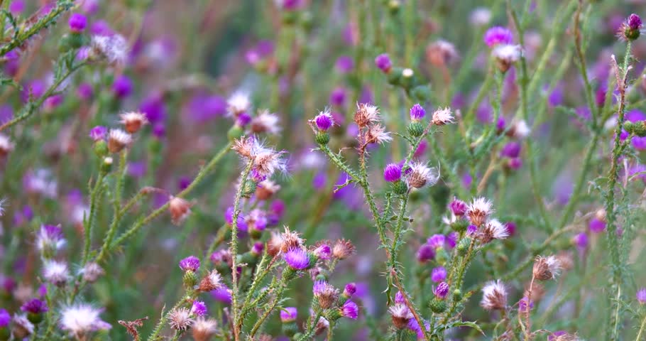 Close up of the carduus acanthoides, or the spiny plumeless thistle plant during summer, in full bloom, with its purple flowers and fluffy fruiting