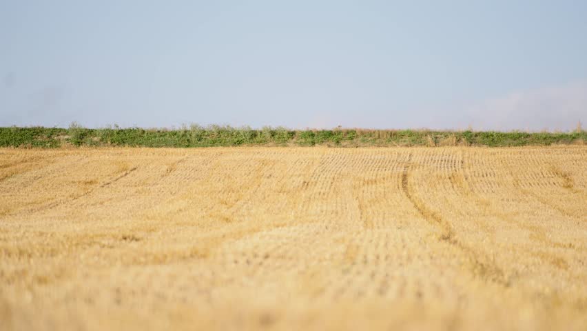 Two runners training outdoors in nature. Young couple jogging through a wheat field