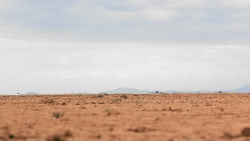 A group of elephants with baby are going 