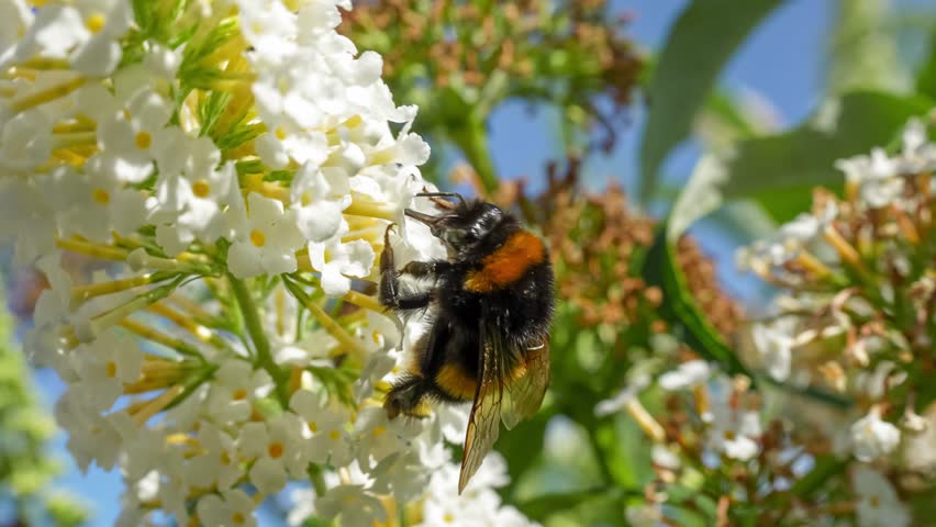 close-up of a Bumblebee (Bombus) feeding on White Davidii buddleja buddleia bush