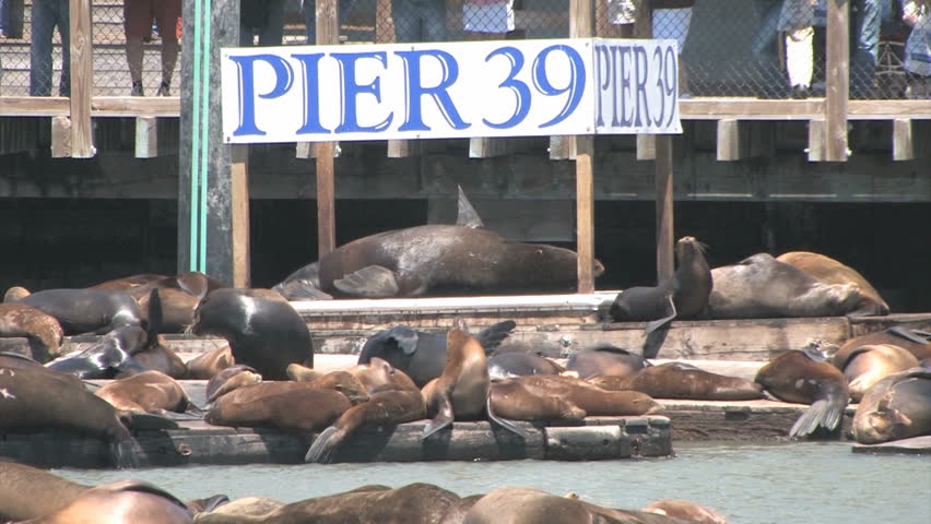 SAN FRANCISCO, CA - JUNE 02: Sea lions at Pier 39, on June 2, 2008 in San