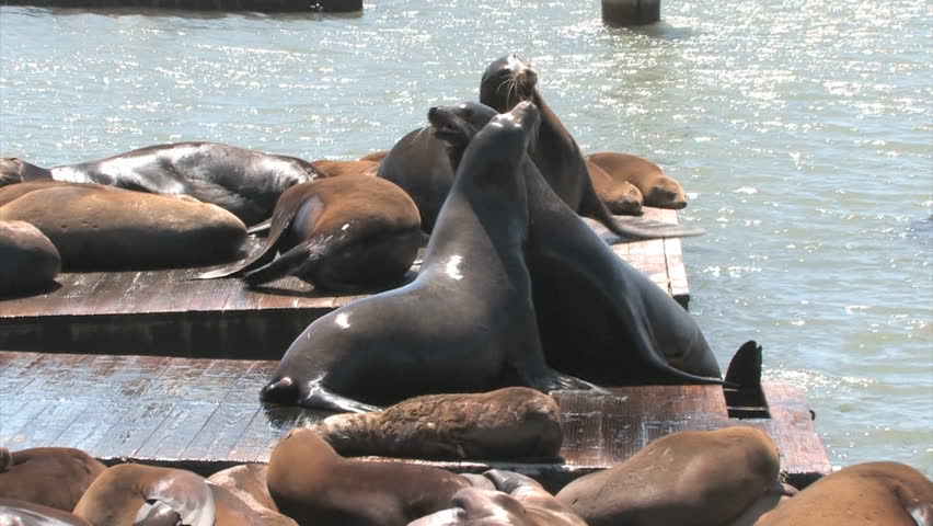 Sea lions at Pier 39, San Francisco, USA. Animals are heated on wooden