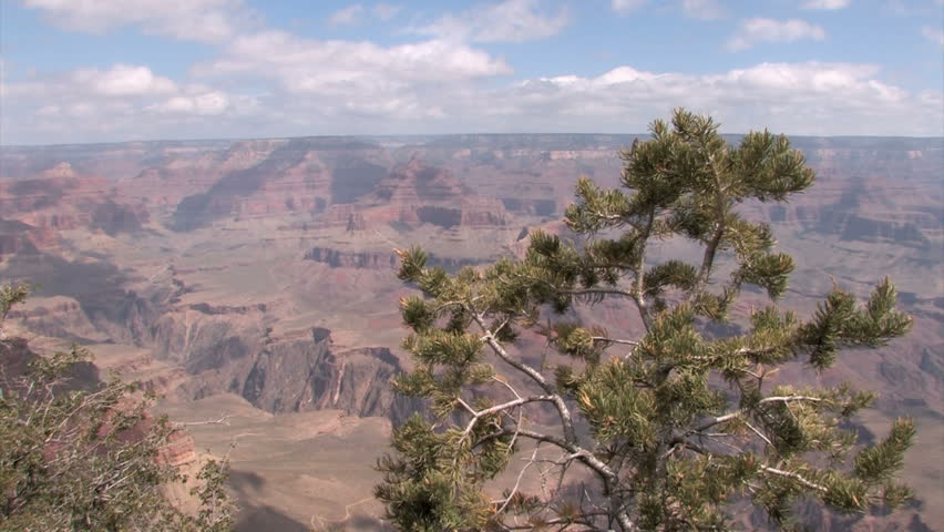 Great view of the Grand Canyon with a tree in the foreground
