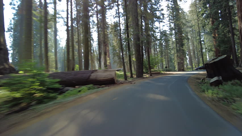 Sequoia National Park Crescent Meadow Road 12 MultiCam Front View Driving Plate Sierra Nevada Mts California USA