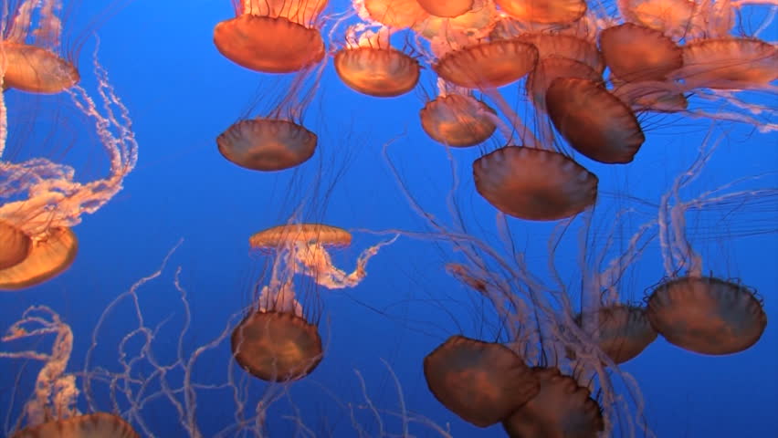 Spectacular Jellyfish red color in blue water
