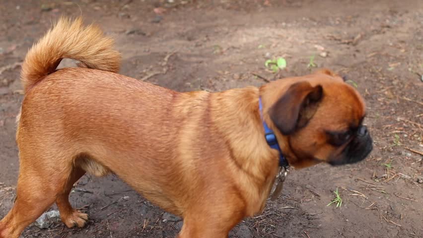 Cute Petit brabancon playing outdoor. Small dog jumping and running. Funny behavior of animal. Smooth-haired griffon