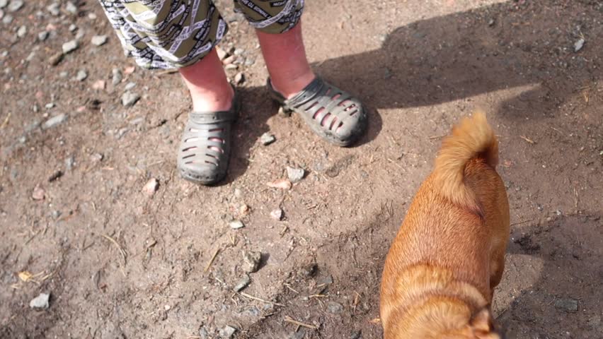 Cute Petit brabancon playing outdoor. Small dog jumping and running. Funny behavior of animal. Smooth-haired griffon