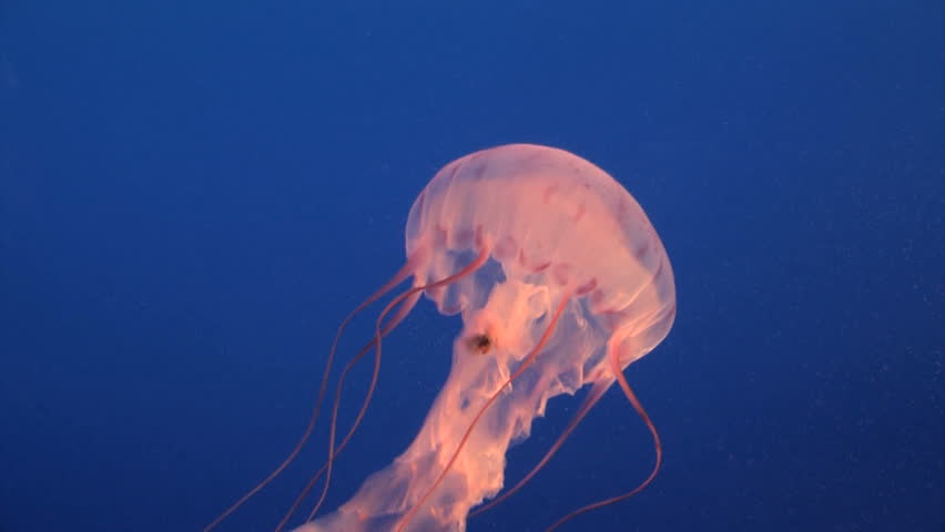 Spectacular Jellyfish red color in blue water
