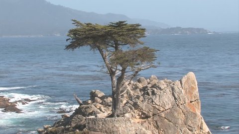 17 MILES DRIVE, CALIFORNIA, MAY 22, 2008: The famous lone cypress on a rock near the ocean on May 22nd, 2009 in California, USA
