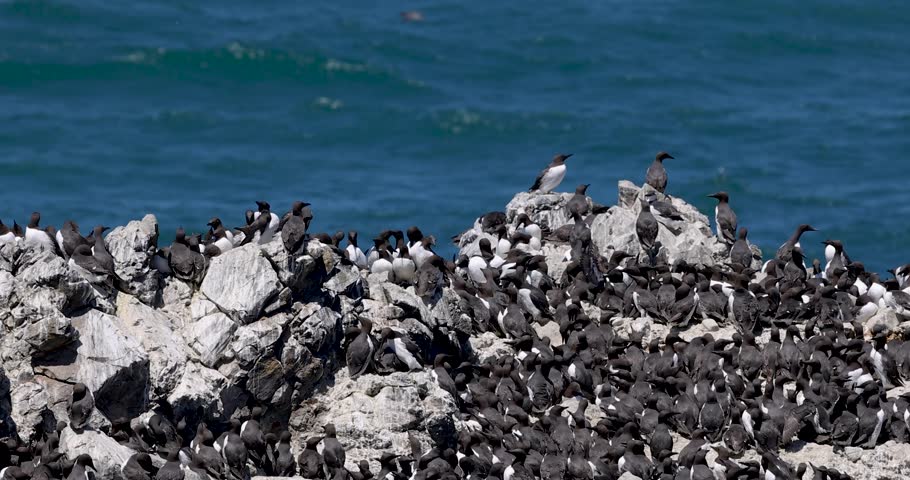 Yaquina head at Oregon, one of the largest Common Murre bird colonies on the west coast.