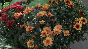 veranda with garden swing is decorated with fall decor and chrysanthemums - Powered by Shutterstock - Get 15% off with code: PIKWIZARD15