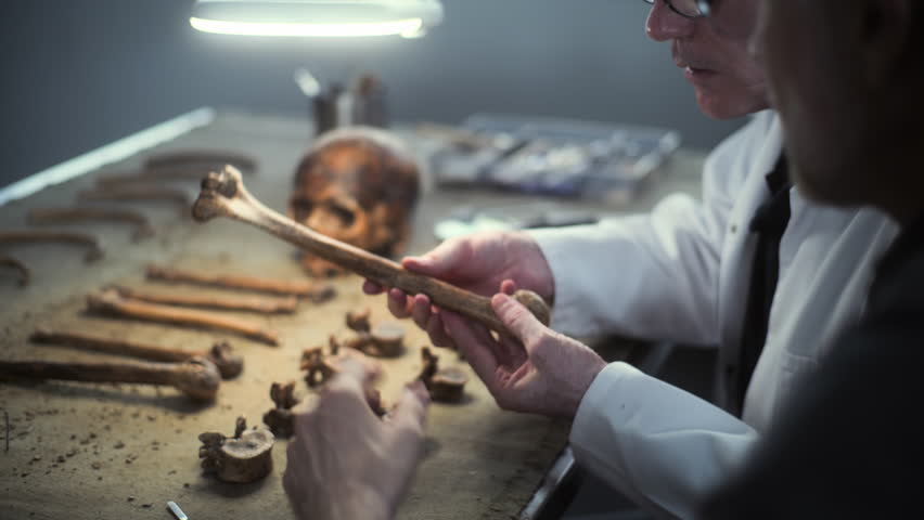Archaeologist shows size of ancient man bone to colleague and talks. Scientists doing scientific and historical research of prehistoric human skeleton remains, working in archaeological lab. Close Up.
