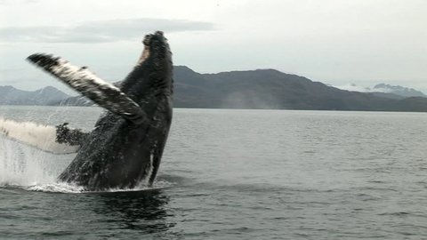 Humpbacked whale jumping in the Strait of Magellan, Patagonia Chile