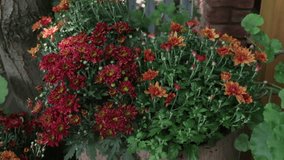 veranda with garden swing is decorated with fall decor and chrysanthemums - Powered by Shutterstock - Get 15% off with code: PIKWIZARD15