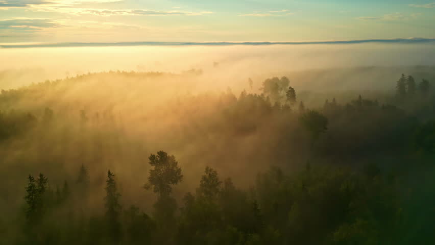 Drone shot of a golden color sunrise in a pine tree forest with mist and fog, circling