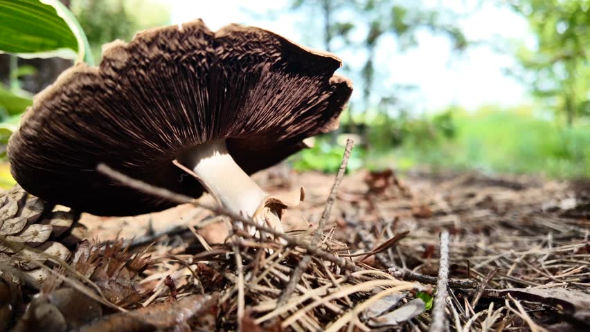 Video of white, old fungus in the foreground