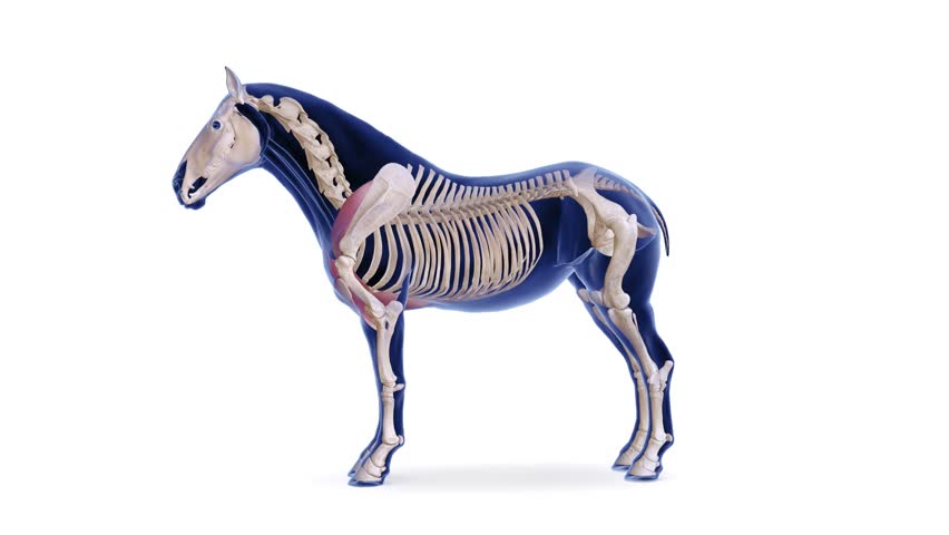 horse torso muscles anatomy medical 3d animation