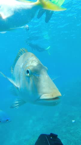A fish with a yellow stripe on its tail is swimming in the ocean. The fish is surrounded by other fish and a person is swimming nearby