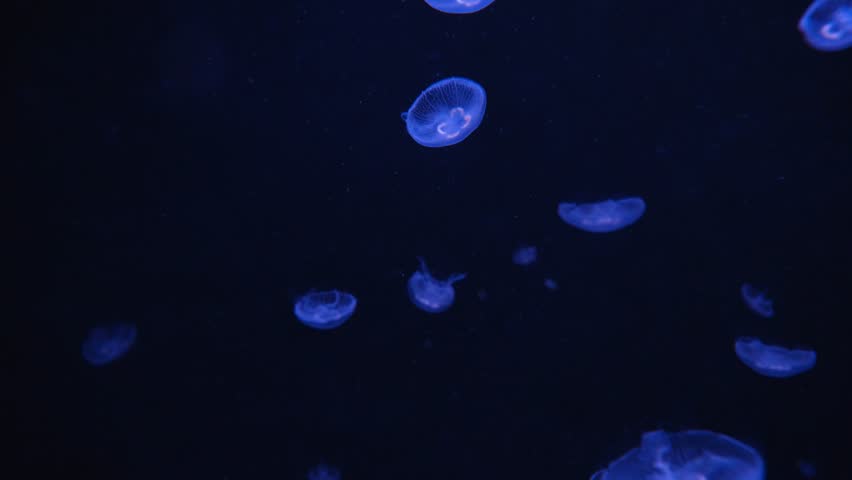 the jellyfish Chrysaora quinquecirrha in the ocean