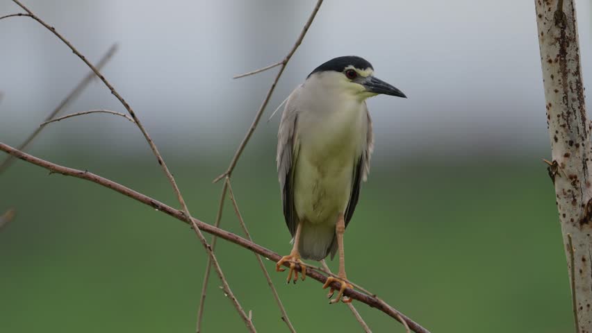 Closeup of Black Crowned Night heron perched