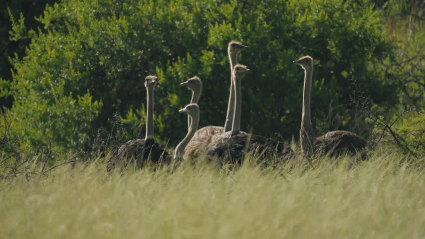 A flock of ostriches roams the African savannah. The vast wilderness serves as a stunning backdrop, highlighting the natural beauty and unique behavior of these incredible birds.