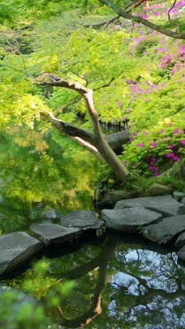 Vertical video of traditional Japanese garden in Tokyo with a pond and a stepping stone bridge, iconic Japanese garden, Japanese gardening, oriental garden, tourism in Asia. 