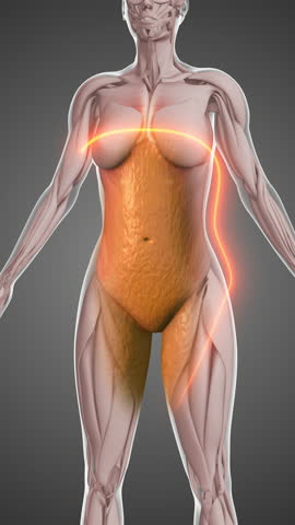 Healthy Lifestyle Approach for Reducing Abdominal Fat