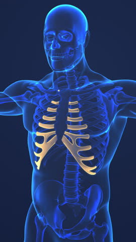 Flexible Costal Cartilage Connecting Rib Bones to Sternum